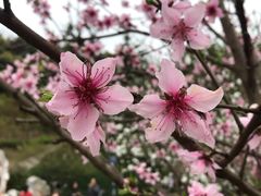 -重庆彩云湖湿地公园