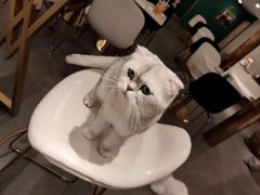 -飞行喵MR PILOT|猫舍·猫咖(静安大融城店)