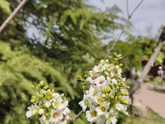 -郑州植物园