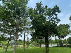 -王借岗森林公园
