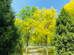 -永定河休闲森林公园