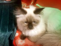 -猫咪博物馆(顶澳仔猫街店)