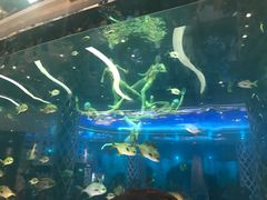 -瑞德姆美人鱼海底演艺主题餐厅(亚龙湾店)