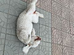 -鸽子窝(宋庄店)