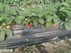 -胜丰草莓采摘园