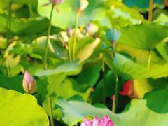 -荔湾湖公园