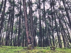 -硗碛藏寨·神木垒景区