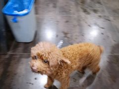 -沉香牛肉面