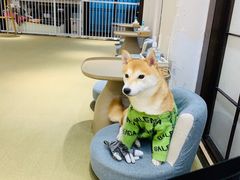-逗柴咖啡屋·狗咖猫咖宠物桌游