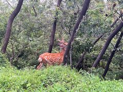 -大连森林动物园