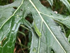 -碓臼峪自然风景区