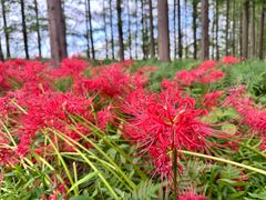 -黄海国家森林公园