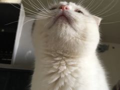 -Bastet sally猫舍购宠(静安店)