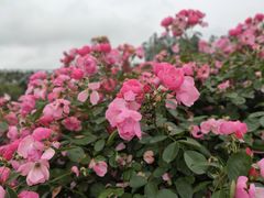 -都江堰玫瑰花溪谷