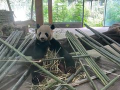 -云南野生动物园