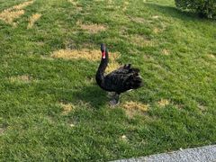 -禧宴Joyous Restaurant(禧园店)