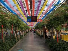 -南宫五洲植物乐园