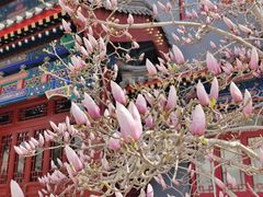 -天津大悲禅院