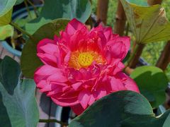 -池杉湖湿地公园