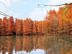 -上海海湾国家森林公园