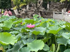 -莲湖公园
