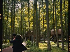 -黄海国家森林公园