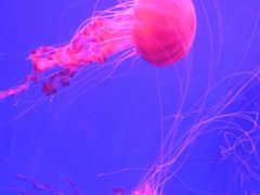 -海合安成都极地海洋公园