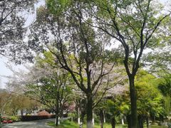 -金鸡湖桃花岛