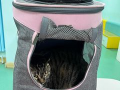 -北京观赏动物医院·24小时大型综合·猫专科·异宠专科