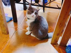 -李小姐の猫咖啡馆(五角场店)