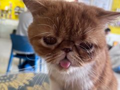 -平行世界·猫咖(首经贸店)