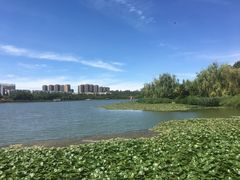 -洛龙公园