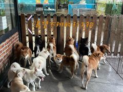 -柴犬高等学院·狗咖·柴犬售卖·宠物训练