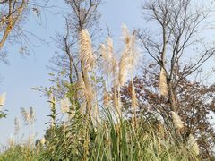 -白鹭湾湿地公园