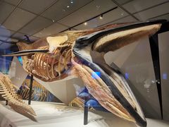 -贝林大翅鲸简餐厅(国家海洋博物馆店)