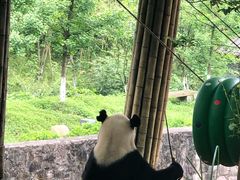 -都江堰中华大熊猫苑