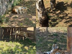 -西霞口神雕山野生动物世界