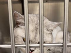 -艾吉宠物医院·疑难杂症转诊中心·猫友好(碧江路院)