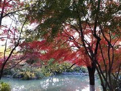 -青枫公园