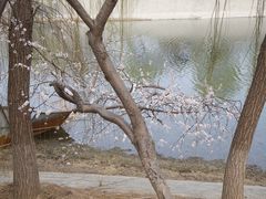 -桃花堤公园