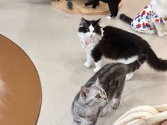 -共舞时光猫咖·狗咖(新街口店)