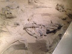 iphone_upload_pic-自贡恐龙博物馆