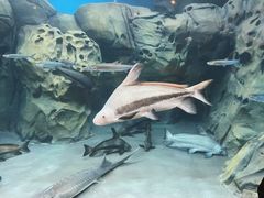 -上海海洋水族馆