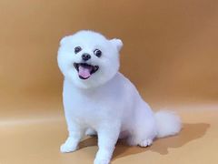 -悠尼宠物·独立低压伊珊娜洗护·美容·寄养(兰谷路店)