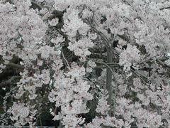 -醍醐寺