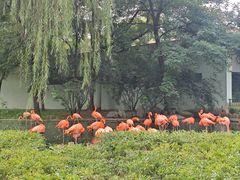 -石家庄市动物园