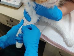-瑞派康怡24h宠物医院·犬猫医疗中心·微创绝育(瑞景分院)
