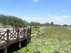 -上海海湾国家森林公园