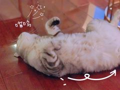 -Catmate·猫肥家润(金润铂宫店)