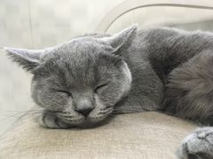 -喵的天空名猫咖啡馆·撸猫·猫舍·用品